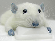 Синее лекарство поможет при травмах спинного мозга