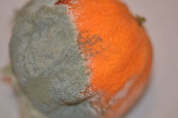 Врач Мизинова запретила есть фрукты со следами плесени