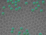Гепатит: россияне почти ничего не знают об опасности