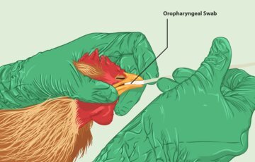 Врач Шахмарданов: птичьим гриппом можно заразиться через еду