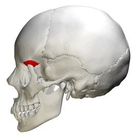 Реабилитолог Агапкин: головную боль вызывает частый прием обезболивающих