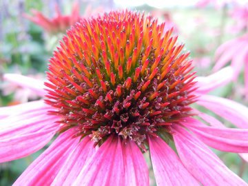 NHS: чай с эхинацеей за 5 дней избавит от симптомов простуды