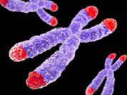 Восприимчивость к простуде зависит от длины  теломеров