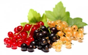 BMC Medicine: чай, ягоды и орехи укрепляют сердце