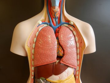 Пульмонолог Миронова: пневмония вызывает кряхтящее дыхание у ребенка