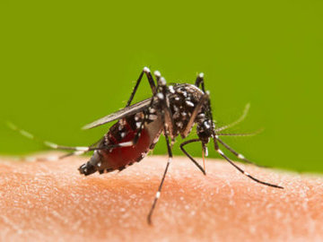 Опрос: 17% россиян верят, что от укуса комара можно заразиться ВИЧ