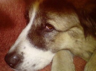 Благодаря собакам ученые раскрыли механизм развития глиомы у человека