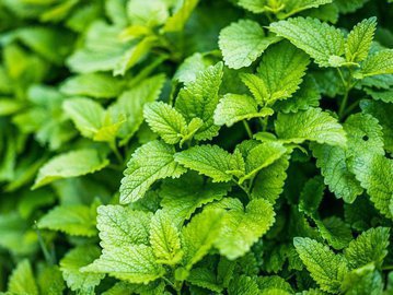 Укрепление сердца и нормализация давления: Мята