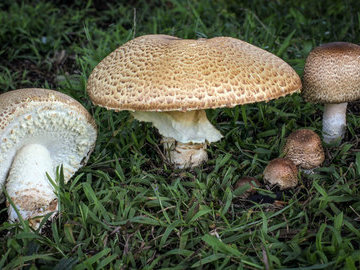 Исследователи: шампиньоны снижают риск развития диабета