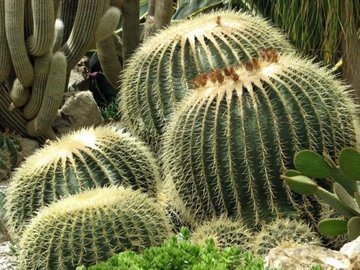 10 преимуществ сока кактуса