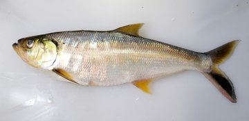 Диетолог Соломатина: сельдь защищает пожилых от атеросклероза