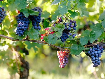 Полезен ли кислый виноград для здоровья?