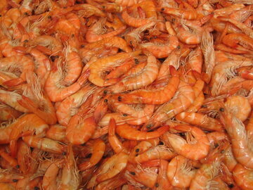 Врач Кашух: отравление морепродуктами смертельно опасно