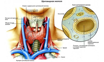 Забот по горло: жизненный цикл щитовидной железы