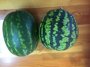 Nutrients: арбуз расширяет сосуды