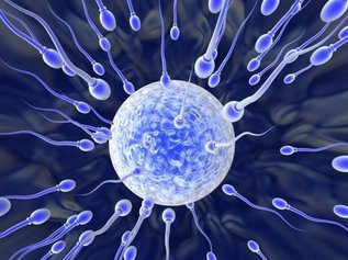 Контрацептивы и сперматозоиды: пусть победит сильнейший?