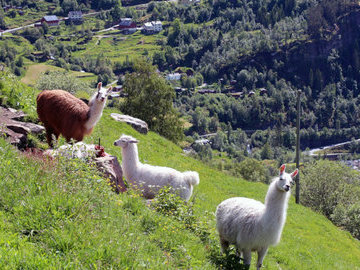 Ламы подарят универсальное средство против всех типов гриппа