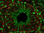 Обнаружены гены мужского бесплодия