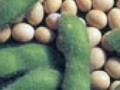 Соевые продукты отрицательно сказываются на памяти