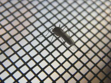 Врач Малышева: укус комара вызывает гиперреакцию