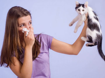 Исследователи работают над созданием вакцины от аллергии на кошек