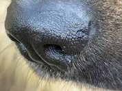 У собак обнаружили нюх на инфекции