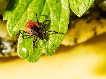 В Роспотребнадзоре рассказали, как защититься от клещевого энцефалита