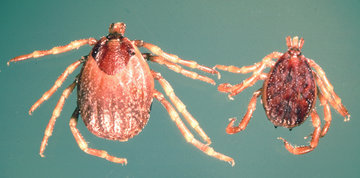 Врач Уланкина: клещ может заразить анаплазмозом