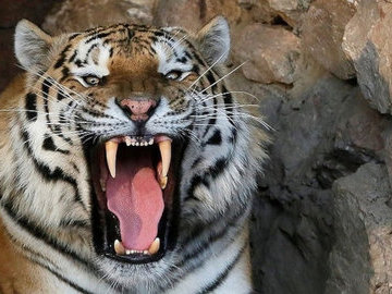 Житель Приморья госпитализирован после нападения тигра в тайге
