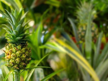 10 научно обоснованных преимуществ употребления ананасов для здоровья