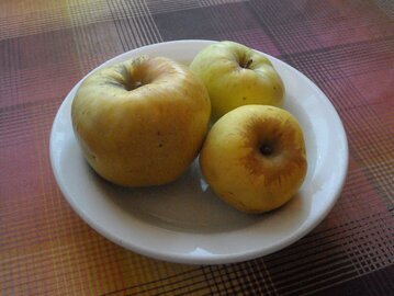 Врач Вялов: печеные яблоки избавят от запора