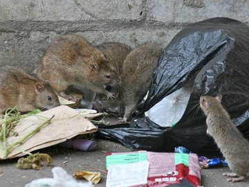 Нашествие крыс в Челябинске: грызунов уже можно встретить в подъездах
