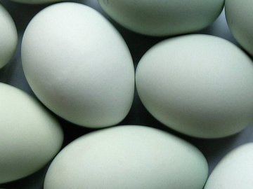 Лучшие марки куриных яиц, определенные экспертами Росконтроля