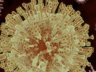 Вирус Зика ведет к слепоте Видео