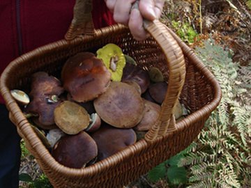 Правда и домыслы об отравлениях грибами