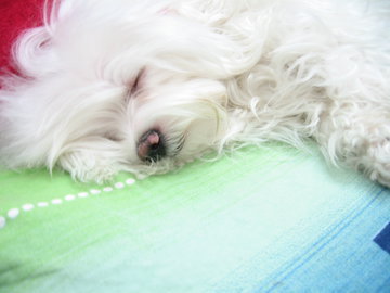 Биолог Дорохов: сны могут отражать мысли