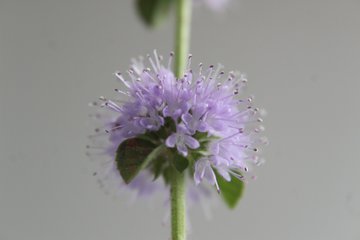 Диетолог Лопес: мята болотная избавит от вздутия живота