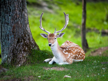 В Австралии домашний олень убил хозяина