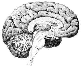 BBI: дефицит клетчатки ухудшит память