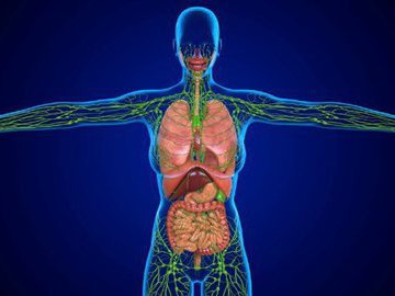Упражнения для поддержания лимфатической системы в норме