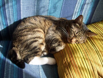 Сомнолог Ложкин: видения перед сном кажутся реальными