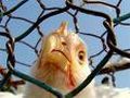 В Красноярском крае обнаружен птичий грипп