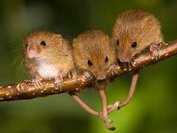 Мышей заставили заикаться, чтобы помочь человеческим заикам